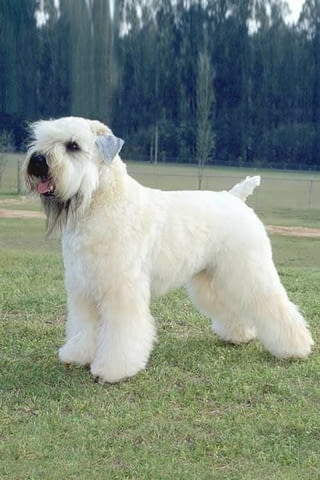 Ирландски пшенични териери Irish Terrier, 1 Month, Vaccinated - Yes - city of Pleven | Dogs - снимка 5