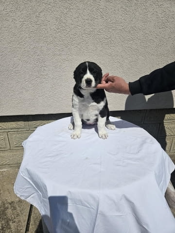 Алабай Средноазиатска овчарка Кученца Kale (Asian Shepherd), Vaccinated - Yes, Dewormed - Yes - city of Izvun Bulgaria | Dogs - снимка 1