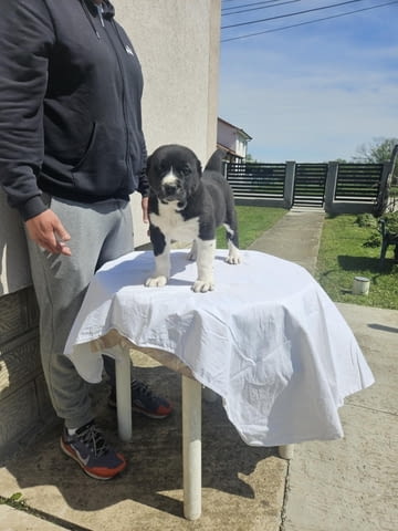 Алабай Средноазиатска овчарка Кученца Kale (Asian Shepherd), Vaccinated - Yes, Dewormed - Yes - city of Izvun Bulgaria | Dogs - снимка 2