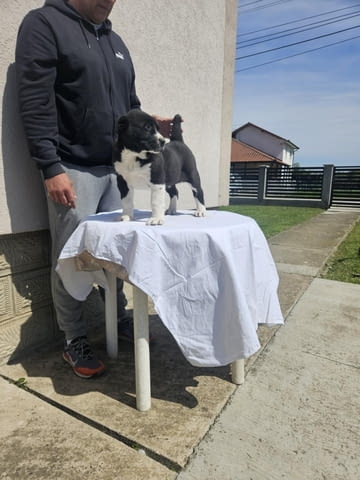 Алабай Средноазиатска овчарка Кученца Kale (Asian Shepherd), Vaccinated - Yes, Dewormed - Yes - city of Izvun Bulgaria | Dogs - снимка 3