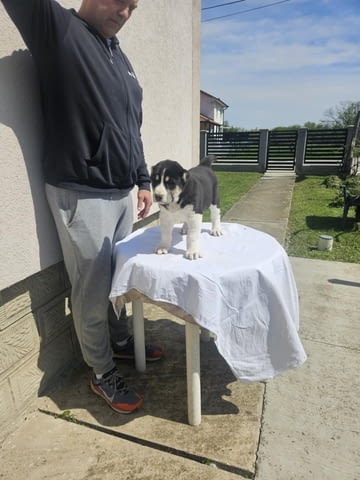 Алабай Средноазиатска овчарка Кученца Kale (Asian Shepherd), Vaccinated - Yes, Dewormed - Yes - city of Izvun Bulgaria | Dogs - снимка 4