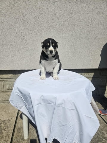 Алабай Средноазиатска овчарка Кученца Kale (Asian Shepherd), Vaccinated - Yes, Dewormed - Yes - city of Izvun Bulgaria | Dogs - снимка 5
