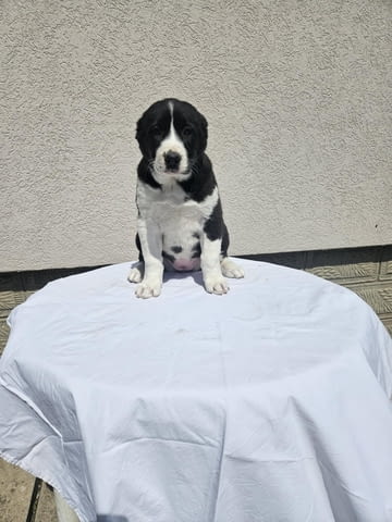 Алабай Средноазиатска овчарка Кученца Kale (Asian Shepherd), Vaccinated - Yes, Dewormed - Yes - city of Izvun Bulgaria | Dogs - снимка 6