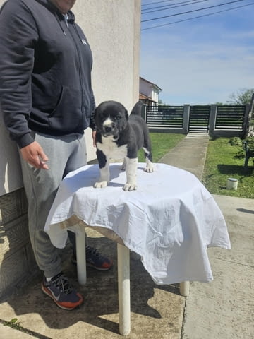 Алабай Средноазиатска овчарка Кученца Kale (Asian Shepherd), Vaccinated - Yes, Dewormed - Yes - city of Izvun Bulgaria | Dogs - снимка 7