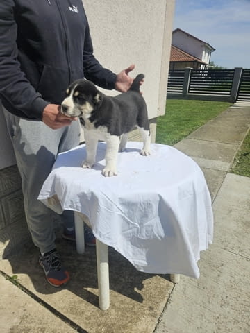 Алабай Средноазиатска овчарка Кученца Kale (Asian Shepherd), Vaccinated - Yes, Dewormed - Yes - city of Izvun Bulgaria | Dogs - снимка 8