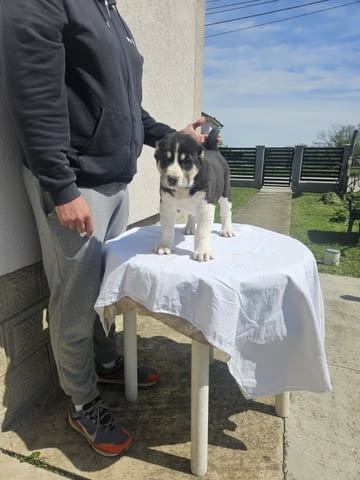 Алабай Средноазиатска овчарка Кученца Kale (Asian Shepherd), Vaccinated - Yes, Dewormed - Yes - city of Izvun Bulgaria | Dogs - снимка 9