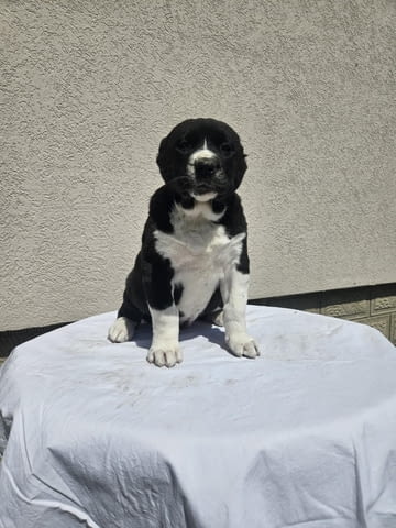 Алабай Средноазиатска овчарка Кученца Kale (Asian Shepherd), Vaccinated - Yes, Dewormed - Yes - city of Izvun Bulgaria | Dogs - снимка 10