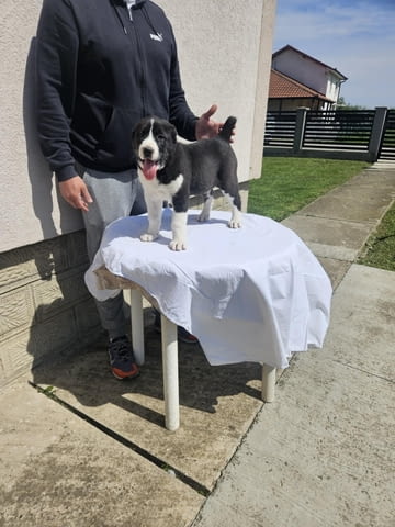 Алабай Средноазиатска овчарка Кученца Kale (Asian Shepherd), Vaccinated - Yes, Dewormed - Yes - city of Izvun Bulgaria | Dogs - снимка 11