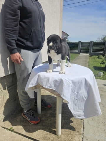 Алабай Средноазиатска овчарка Кученца Kale (Asian Shepherd), Vaccinated - Yes, Dewormed - Yes - city of Izvun Bulgaria | Dogs - снимка 12