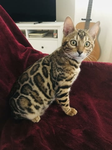 Бенгалско котенце Bengal, Vaccine - Yes, Dewormed - Yes - city of Izvun Bulgaria | Cats - снимка 1