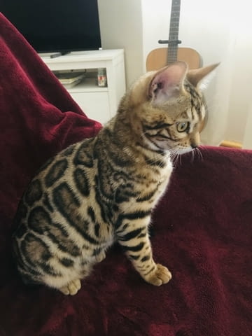 Бенгалско котенце Bengal, Vaccine - Yes, Dewormed - Yes - city of Izvun Bulgaria | Cats - снимка 2