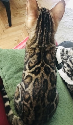 Бенгалско котенце Bengal, Vaccine - Yes, Dewormed - Yes - city of Izvun Bulgaria | Cats - снимка 3