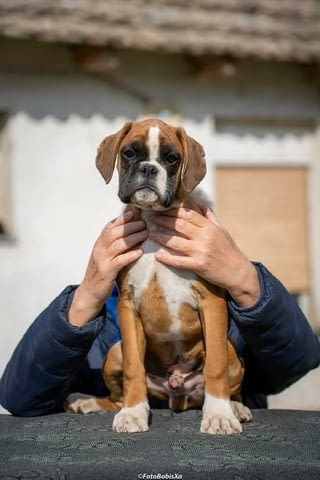 Немски боксьор Boxer, 3 Months - city of Izvun Bulgaria | Dogs - снимка 1