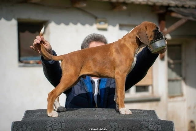Немски боксьор Boxer, 3 Months - city of Izvun Bulgaria | Dogs - снимка 2