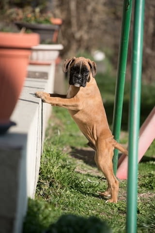 Немски боксьор Boxer, 3 Months - city of Izvun Bulgaria | Dogs - снимка 3