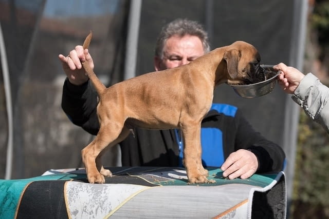 Немски боксьор Boxer, 3 Months - city of Izvun Bulgaria | Dogs - снимка 4