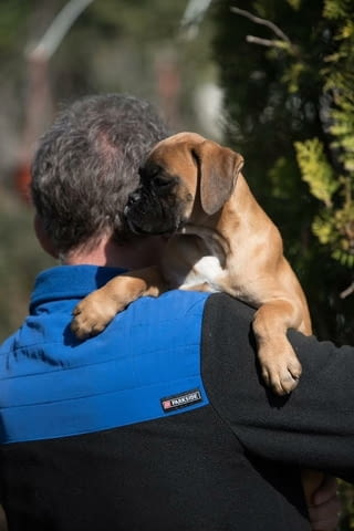 Немски боксьор Boxer, 3 Months - city of Izvun Bulgaria | Dogs - снимка 5