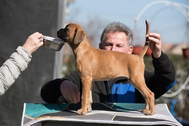 Немски боксьор Boxer, 3 Months - city of Izvun Bulgaria | Dogs - снимка 6