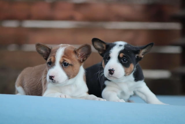 Басенджи кученца Basendzhi, Vaccinated - Yes, Dewormed - Yes - city of Izvun Bulgaria | Dogs - снимка 2