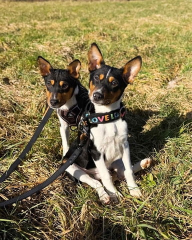 Басенджи кученца Basendzhi, Vaccinated - Yes, Dewormed - Yes - city of Izvun Bulgaria | Dogs - снимка 3