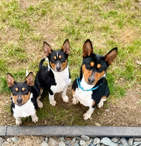 Басенджи кученца Basendzhi, Vaccinated - Yes, Dewormed - Yes - city of Izvun Bulgaria | Dogs - снимка 4