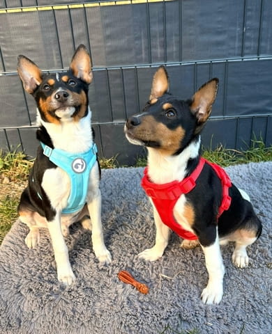 Басенджи кученца Basendzhi, Vaccinated - Yes, Dewormed - Yes - city of Izvun Bulgaria | Dogs - снимка 5