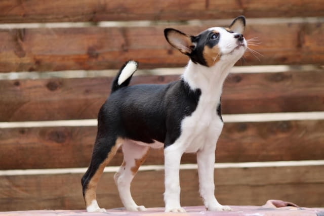 Басенджи кученца Basendzhi, Vaccinated - Yes, Dewormed - Yes - city of Izvun Bulgaria | Dogs - снимка 6