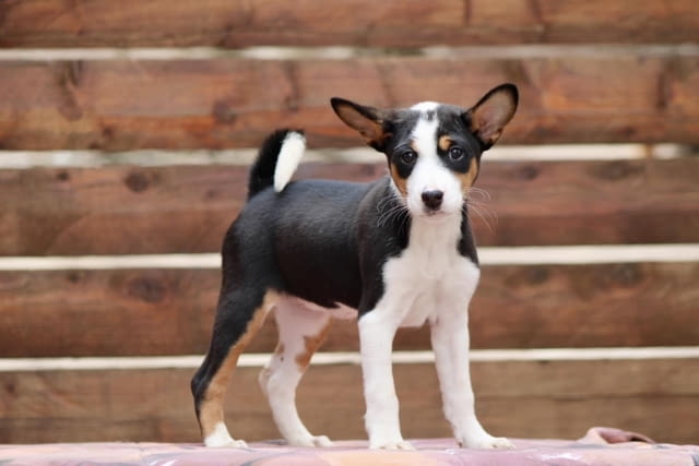 Басенджи кученца Basendzhi, Vaccinated - Yes, Dewormed - Yes - city of Izvun Bulgaria | Dogs - снимка 7