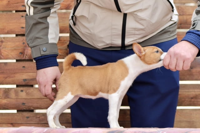 Басенджи кученца Basendzhi, Vaccinated - Yes, Dewormed - Yes - city of Izvun Bulgaria | Dogs - снимка 8