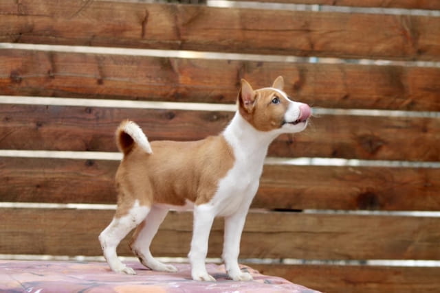 Басенджи кученца Basendzhi, Vaccinated - Yes, Dewormed - Yes - city of Izvun Bulgaria | Dogs - снимка 9