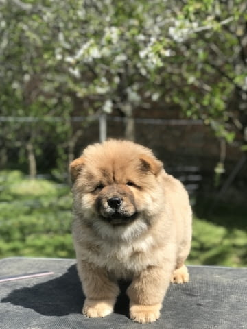 Chow Chow Puppies for sale Chow-Chow, 2 Months, Vaccinated - Yes - city of Izvun Bulgaria | Dogs - снимка 3