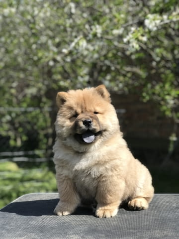 Chow Chow Puppies for sale Chow-Chow, 2 Months, Vaccinated - Yes - city of Izvun Bulgaria | Dogs - снимка 4