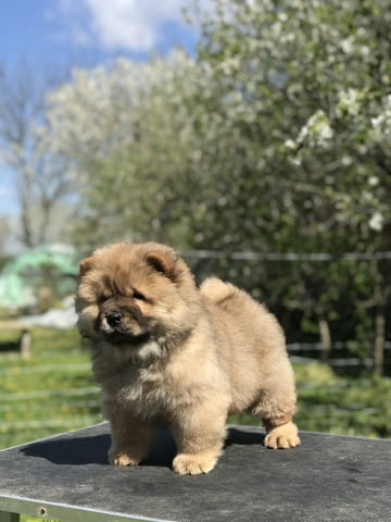 Chow Chow Puppies for sale Chow-Chow, 2 Months, Vaccinated - Yes - city of Izvun Bulgaria | Dogs - снимка 8