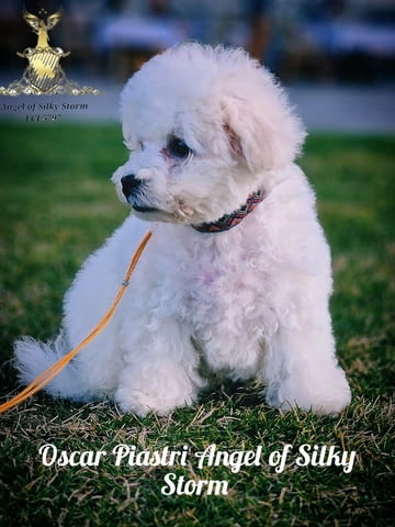 Кученце Бишон Фриз за продажба Bichon frize, Vaccinated - Yes, Dewormed - Yes - city of Izvun Bulgaria | Dogs - снимка 1