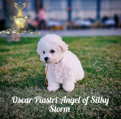 Кученце Бишон Фриз за продажба Bichon frize, Vaccinated - Yes, Dewormed - Yes - city of Izvun Bulgaria | Dogs - снимка 2