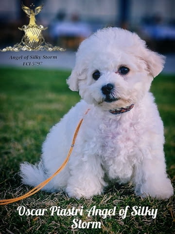 Кученце Бишон Фриз за продажба Bichon frize, Vaccinated - Yes, Dewormed - Yes - city of Izvun Bulgaria | Dogs - снимка 3