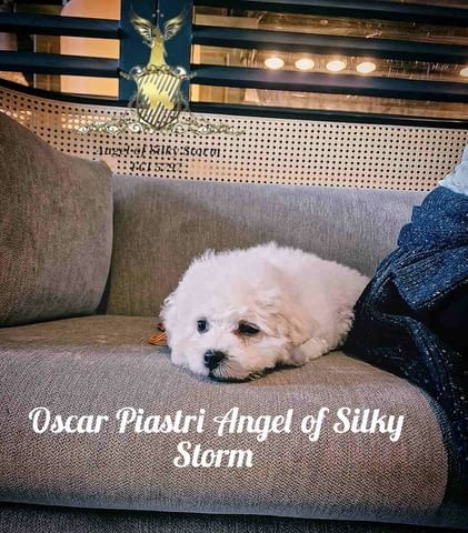 Кученце Бишон Фриз за продажба Bichon frize, Vaccinated - Yes, Dewormed - Yes - city of Izvun Bulgaria | Dogs - снимка 4