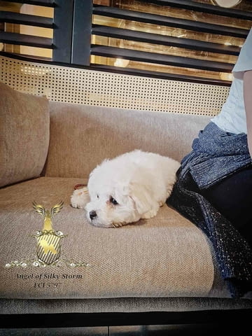 Кученце Бишон Фриз за продажба Bichon frize, Vaccinated - Yes, Dewormed - Yes - city of Izvun Bulgaria | Dogs - снимка 5