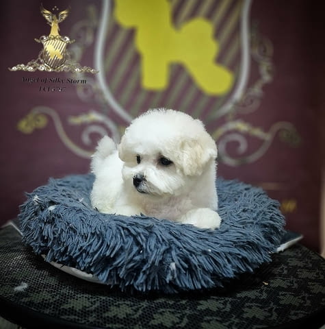 Кученце Бишон Фриз за продажба Bichon frize, Vaccinated - Yes, Dewormed - Yes - city of Izvun Bulgaria | Dogs - снимка 6