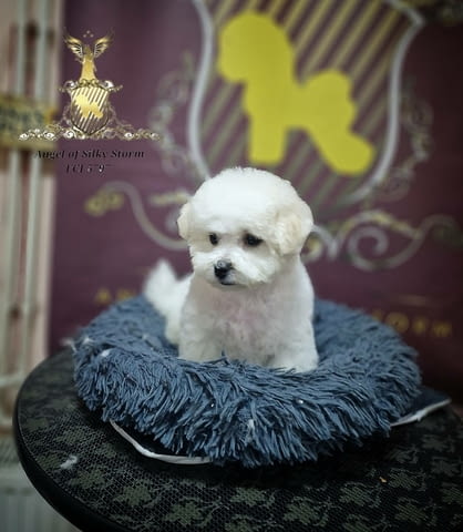 Кученце Бишон Фриз за продажба Bichon frize, Vaccinated - Yes, Dewormed - Yes - city of Izvun Bulgaria | Dogs - снимка 7