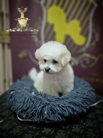 Кученце Бишон Фриз за продажба Bichon frize, Vaccinated - Yes, Dewormed - Yes - city of Izvun Bulgaria | Dogs - снимка 8