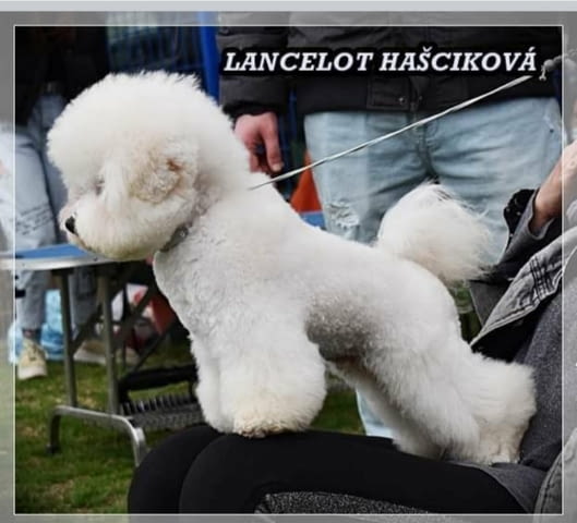 Кученце Бишон Фриз за продажба Bichon frize, Vaccinated - Yes, Dewormed - Yes - city of Izvun Bulgaria | Dogs - снимка 9