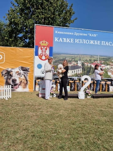 Кученце Бишон Фриз за продажба Bichon frize, Vaccinated - Yes, Dewormed - Yes - city of Izvun Bulgaria | Dogs - снимка 10