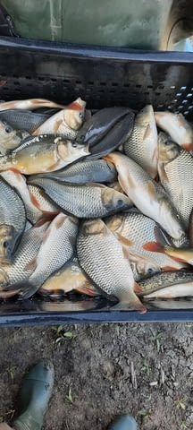 Зарибител и личинки шаран Риба - град Бургас | Селскостопански Животни - снимка 1