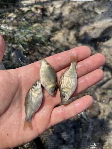 Зарибител и личинки шаран Риба - град Бургас | Селскостопански Животни - снимка 2