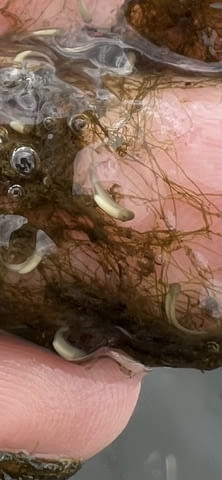 Зарибител и личинки шаран Риба - град Бургас | Селскостопански Животни - снимка 3