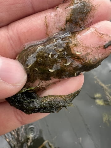 Зарибител и личинки шаран Риба - град Бургас | Селскостопански Животни - снимка 4