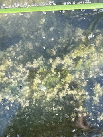 Зарибител и личинки шаран Риба - град Бургас | Селскостопански Животни - снимка 5