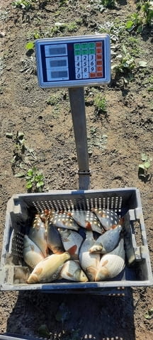 Зарибител и личинки шаран Риба - град Бургас | Селскостопански Животни - снимка 6