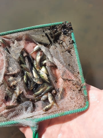 Зарибител и личинки шаран Риба - град Бургас | Селскостопански Животни - снимка 7